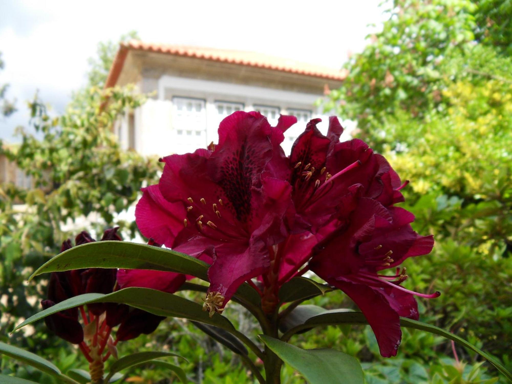 Quinta Do Bento Novo - Casa De Campo - Turismo Rural Viana do Castelo Extérieur photo